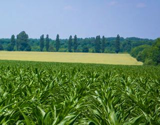 На Херсонщині 4% сільгоспземель сертифіковані як органічні